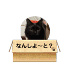 はるぴっぴ 時々ねこ（個別スタンプ：10）