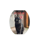 はるぴっぴ 時々ねこ（個別スタンプ：11）