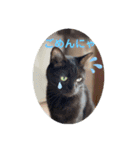 はるぴっぴ 時々ねこ（個別スタンプ：21）