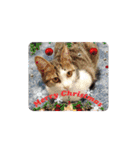 クリスマスとお正月保護猫スタンプ（個別スタンプ：2）