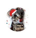 クリスマスとお正月保護猫スタンプ（個別スタンプ：4）