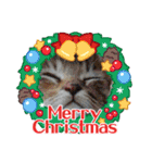 クリスマスとお正月保護猫スタンプ（個別スタンプ：6）