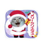 クリスマスとお正月保護猫スタンプ（個別スタンプ：8）