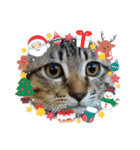 クリスマスとお正月保護猫スタンプ（個別スタンプ：9）