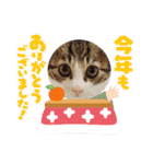 クリスマスとお正月保護猫スタンプ（個別スタンプ：10）