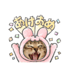 クリスマスとお正月保護猫スタンプ（個別スタンプ：11）