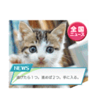 クリスマスとお正月保護猫スタンプ（個別スタンプ：13）