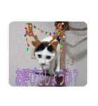 クリスマスとお正月保護猫スタンプ（個別スタンプ：15）