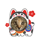 クリスマスとお正月保護猫スタンプ（個別スタンプ：16）