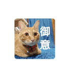 クリスマスとお正月保護猫スタンプ（個別スタンプ：17）