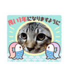 クリスマスとお正月保護猫スタンプ（個別スタンプ：20）