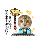 クリスマスとお正月保護猫スタンプ（個別スタンプ：21）