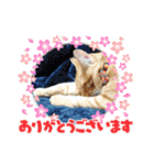 クリスマスとお正月保護猫スタンプ（個別スタンプ：22）