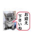 たけしのスタンプ 年始年末2（個別スタンプ：6）