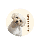 ミックス犬ふぅちゃん（個別スタンプ：2）