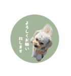 ミックス犬ふぅちゃん（個別スタンプ：10）