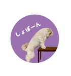 ミックス犬ふぅちゃん（個別スタンプ：14）