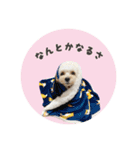 ミックス犬ふぅちゃん（個別スタンプ：27）