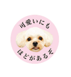 ミックス犬ふぅちゃん（個別スタンプ：30）