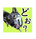 ぼくは四国犬3（個別スタンプ：1）