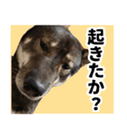 ぼくは四国犬3（個別スタンプ：3）