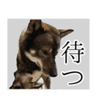 ぼくは四国犬3（個別スタンプ：4）