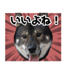 ぼくは四国犬3（個別スタンプ：7）