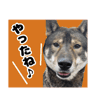 ぼくは四国犬3（個別スタンプ：10）