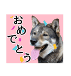 ぼくは四国犬3（個別スタンプ：12）