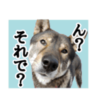 ぼくは四国犬3（個別スタンプ：14）