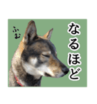 ぼくは四国犬3（個別スタンプ：18）