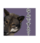 ぼくは四国犬3（個別スタンプ：21）