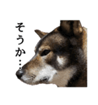 ぼくは四国犬3（個別スタンプ：24）