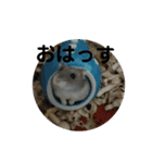 こしあん様（個別スタンプ：1）