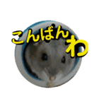こしあん様（個別スタンプ：3）