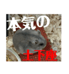 こしあん様（個別スタンプ：5）