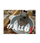 こしあん様（個別スタンプ：11）