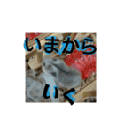 こしあん様（個別スタンプ：13）