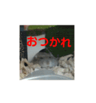 こしあん様（個別スタンプ：16）