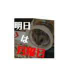 こしあん様（個別スタンプ：17）