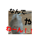 こしあん様（個別スタンプ：28）