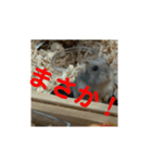 こしあん様（個別スタンプ：33）