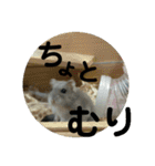 こしあん様（個別スタンプ：35）