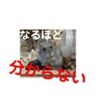 こしあん様（個別スタンプ：36）