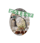 Minchopila4（個別スタンプ：1）