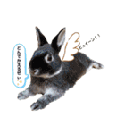 Minchopila4（個別スタンプ：13）