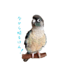 Minchopila4（個別スタンプ：14）