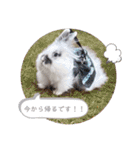 Minchopila4（個別スタンプ：15）