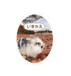 Minchopila4（個別スタンプ：16）
