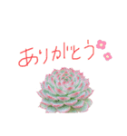多肉ワールド。（個別スタンプ：2）